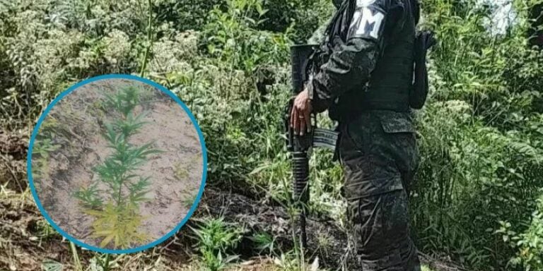 Erradican más de ocho mil plantas de marihuana en reserva biológica El Chile en Cantarranas