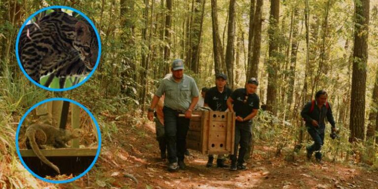 ICF libera dos felinos en el Parque Nacional de Celaque, en Lempira