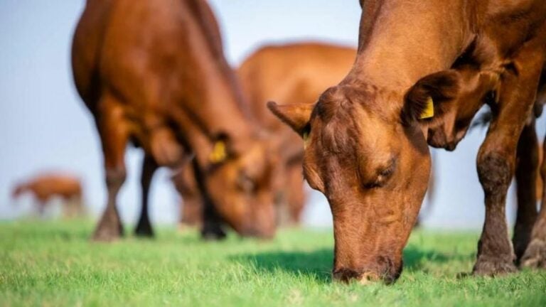 Virus de gripe aviar ha sido detectado en leche de vacas infectadas