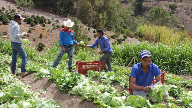Honduras inseguridad alimentaria aguda