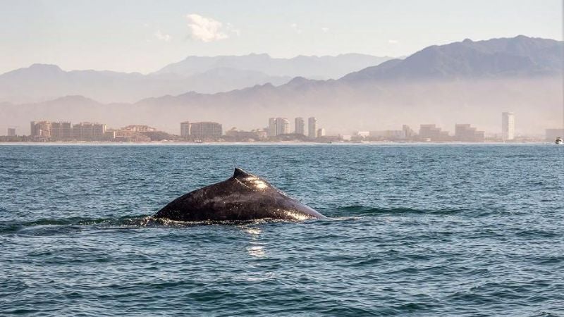 ballenas varadas Australia