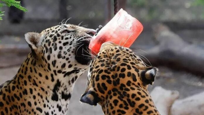 Zoológico paletas a animales