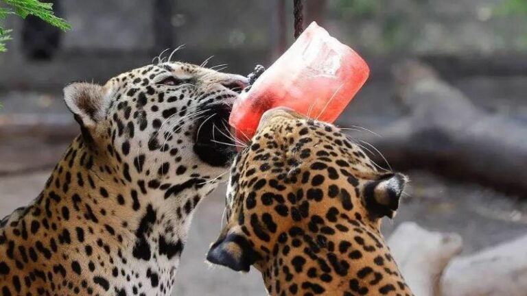 Zoológico paletas a animales