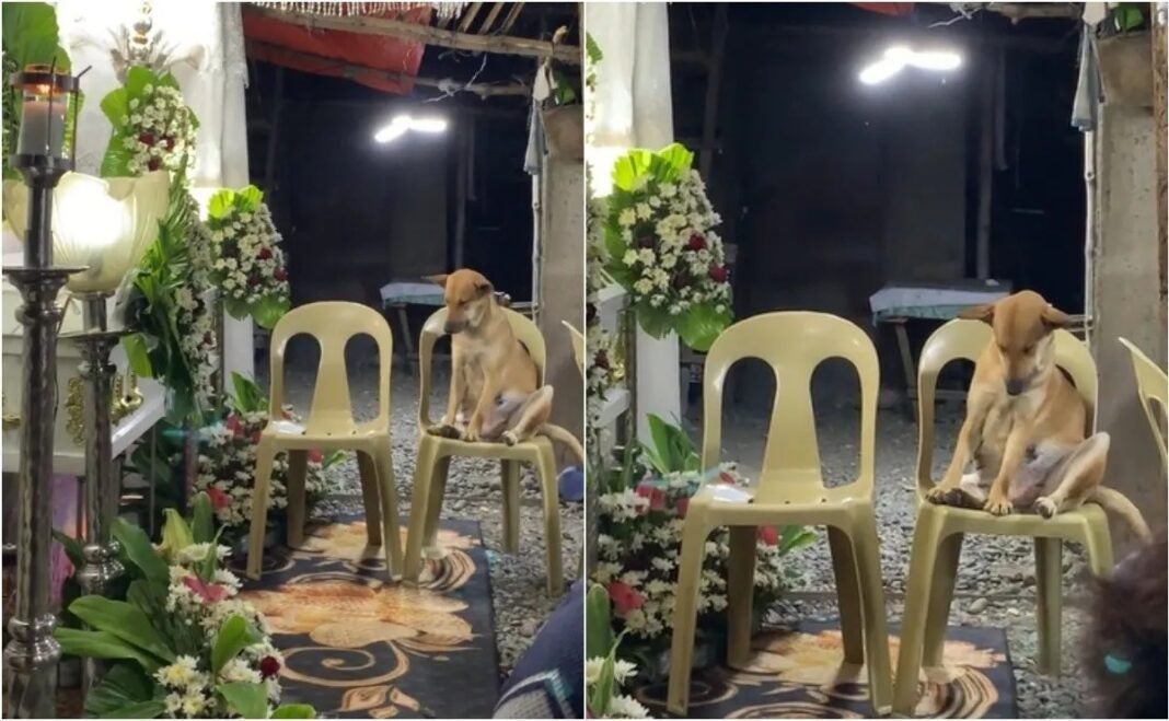 Perrito asiste al funeral de su dueña