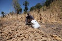 climatico
