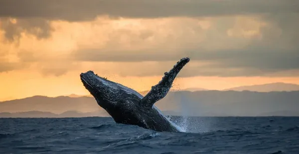 Ballenas