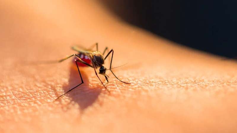 Incrementan casos de dengue en SPS