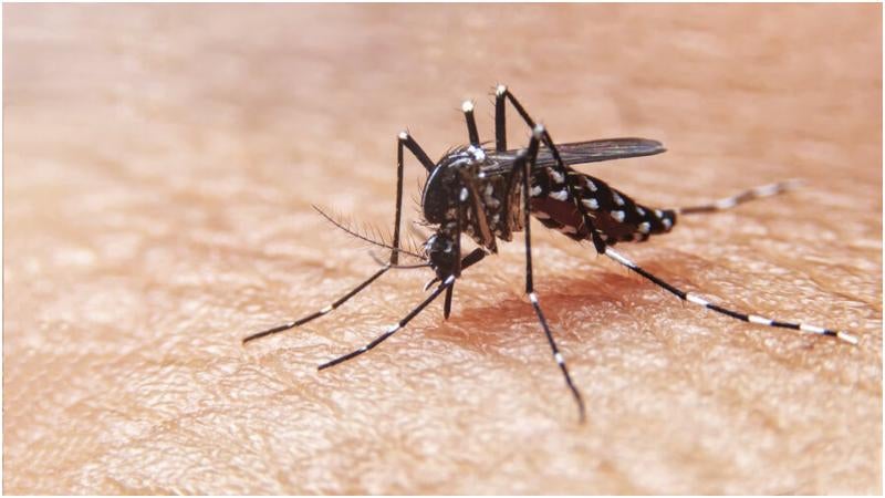 Casos de dengue en Atlántida