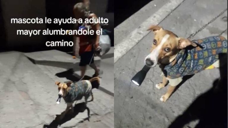 ¡Fiel ayudante! Mascota alumbra el camino a una anciana