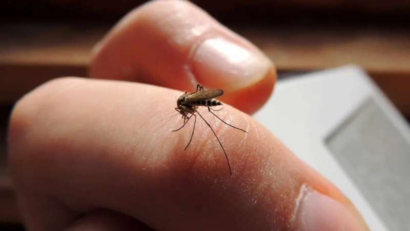 Reporte casos de dengue en Cortés