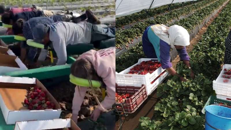 Trabajadores recolectan fresas acostados