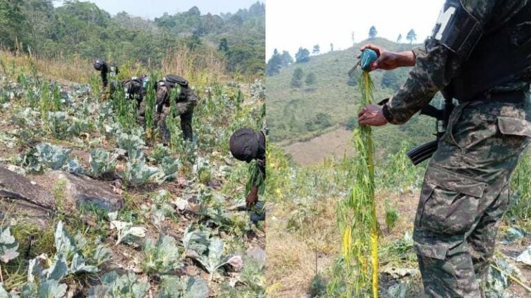 Aseguran plantas de marihuana