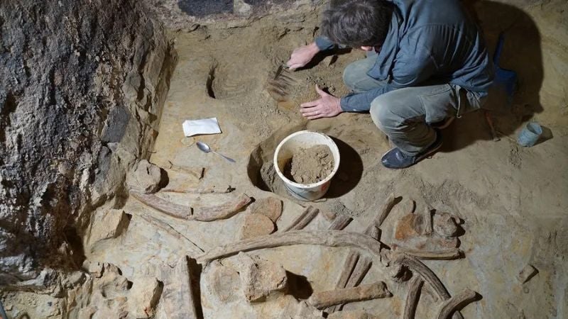 Hallan huesos de mamut en una bodega austriaca