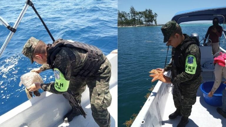 Decomisan 19 estrellas de mar y 20 tortugas carey en Santos Guardiola, Islas de la Bahía