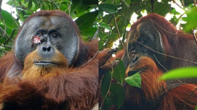 «Rakus», el orangután captado curándose una herida con planta medicinal