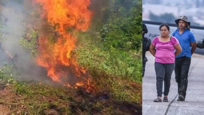 Destruyen coca marihuana Orozco