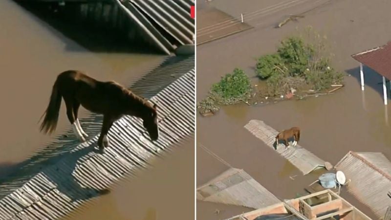 caballo en el techo tras inundaciones