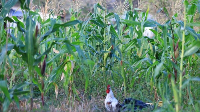 Productores de Colón denuncian mala calidad en la semilla de maíz que da el gobierno