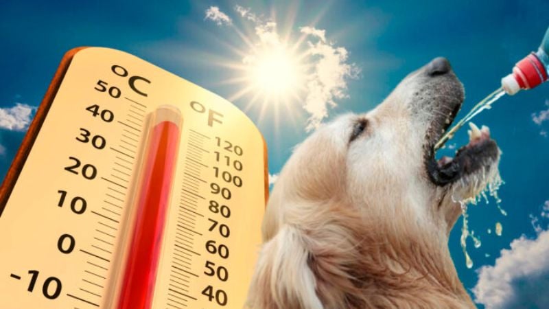 ¿Qué le pasa a tu mascota si le da un golpe de calor? Estos son los riesgos
