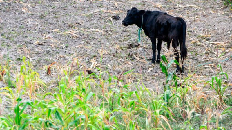 Altas temperaturas amenazan la producción del ganado
