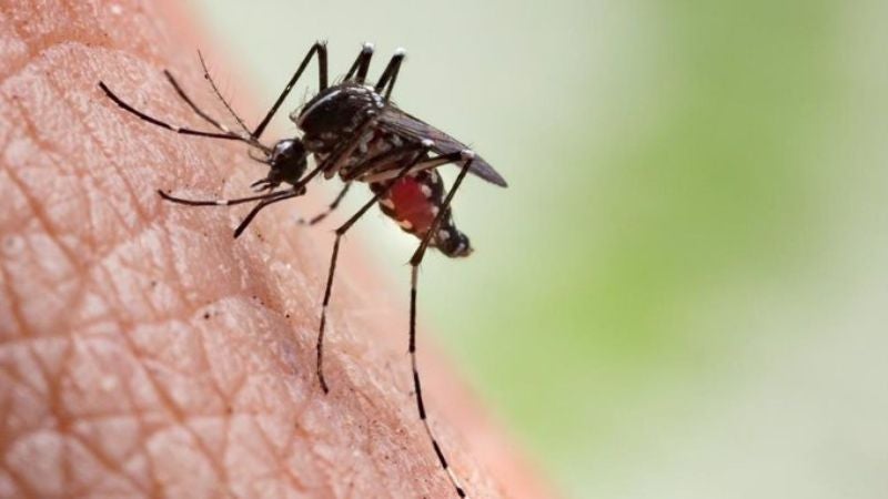 Dengue en Guatemala