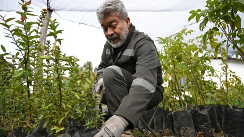 Sembrar árboles Colombia 