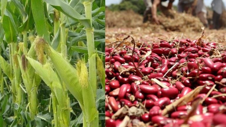 semillas biofortificadas Honduras