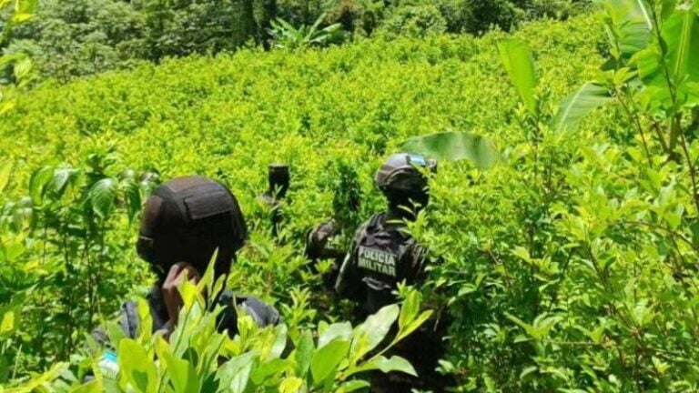 Olancho y Colón, zonas donde hallan más plantaciones ilícitas