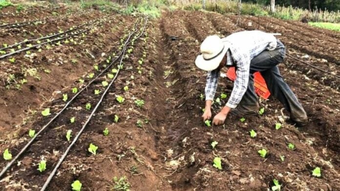 Un 30% ha disminuido la producción agrícola en Comayagua