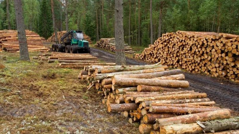 Mario Segura pide nombrar comisión para intervenir el ICF y detener la exportación de madera