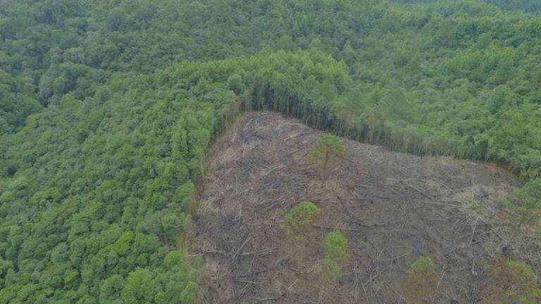 CN aprueba 3 leyes de protección ambiental; presentan veda forestal y siembra obligatoria