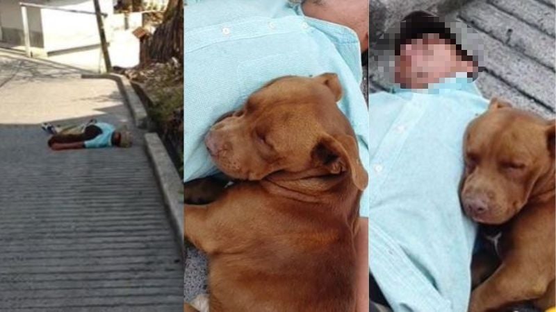 Amigo fiel: graban a perrito durmiendo con su dueño en estado de ebriedad