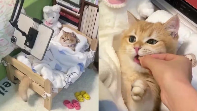 video de un gato comodidades