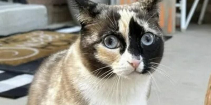 "Galena" la gata que viajó por error en una caja de Amazon