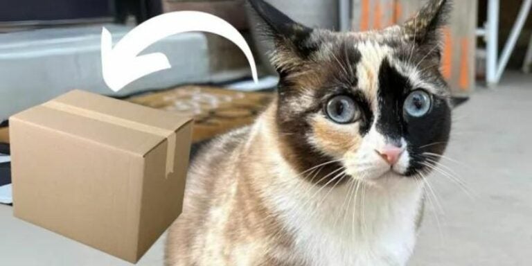 "Galena" la gata que viajó por error en una caja de Amazon