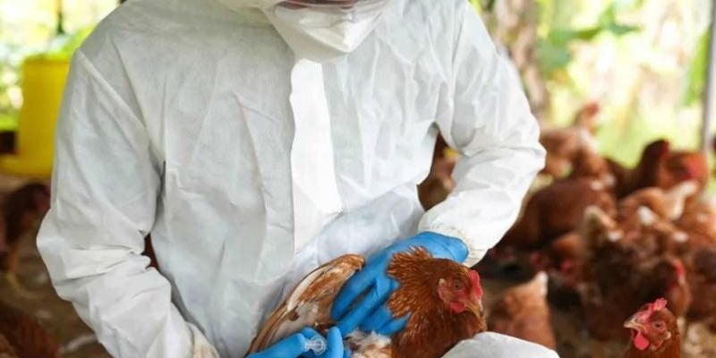 EEUU reporta segundo caso de gripe aviar en humanos relacionado con epidemia en vacas
