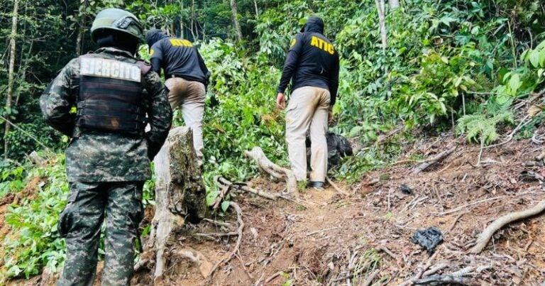 Erradican más de 32 mil plantas de hoja coca en Atlántida