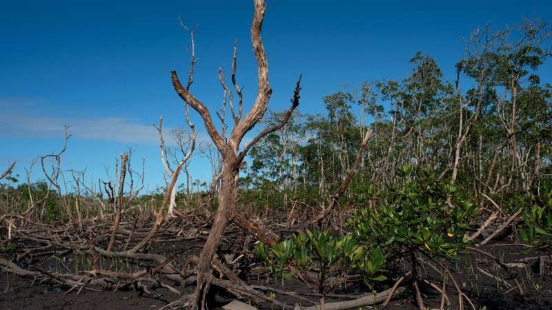 La mitad de los ecosistemas de manglares del mundo están en riesgo de colapsar debido al cambio climático. (AFP).