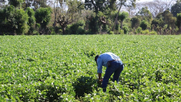 Reportan bajas en la producción de frijol por la presencia de plagas