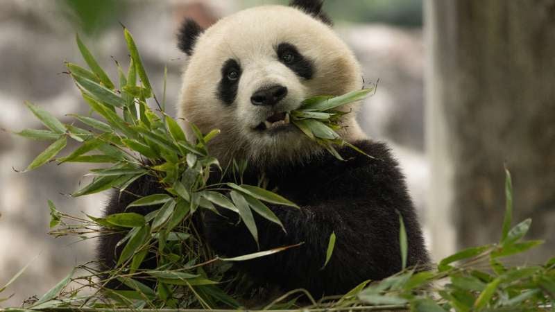 Pekín entregará de nuevo dos pandas gigantes al Zoológico Nacional de Washington.(AFP).