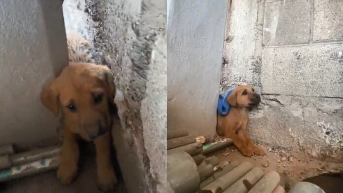 rescató a un perro que pared ternura en las redes