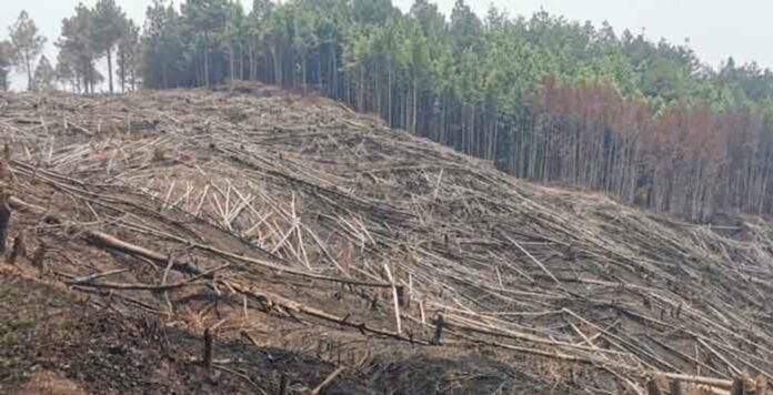 Acciones contra enemigos del bosque