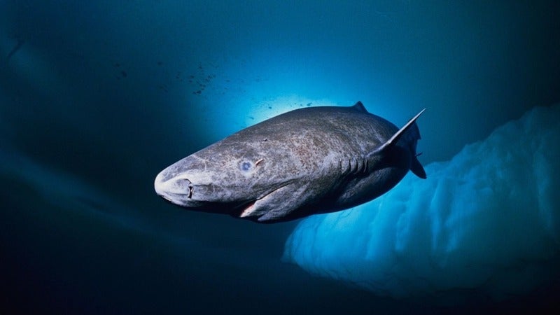 tiburón de Groenlandia 300 años