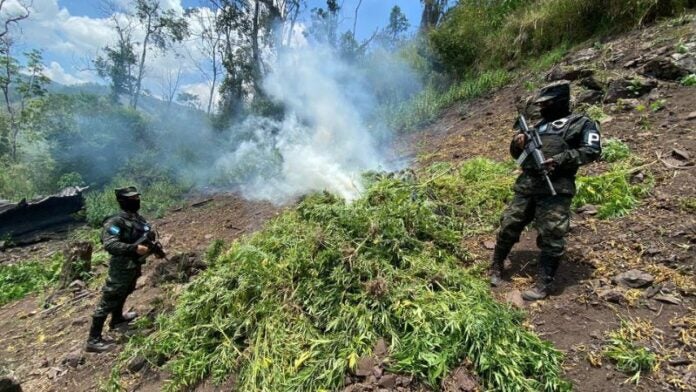 Incineran marihuana Saba Colón