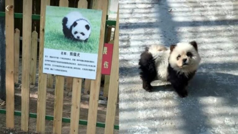 Zoológico de China pinta a perros para presentarlos como pandas