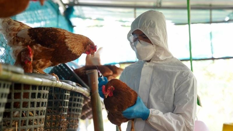 Australia gripe aviar