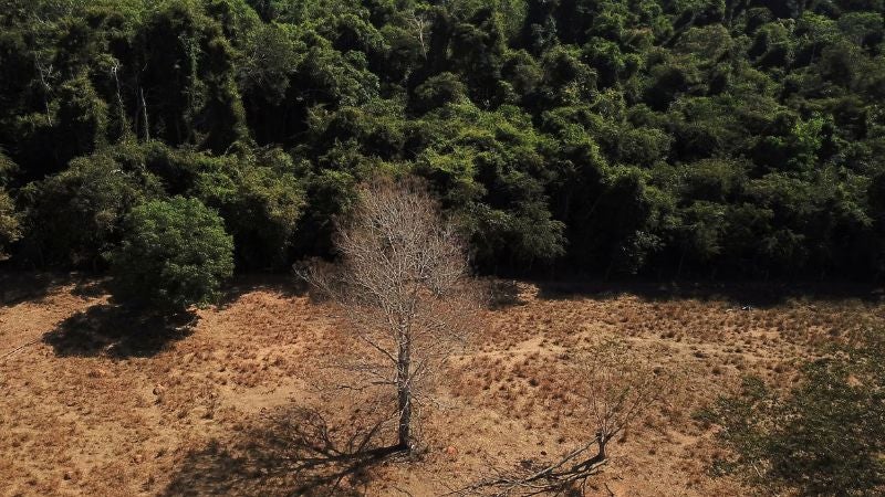 Deforestación avanza en Cerrado brasileño