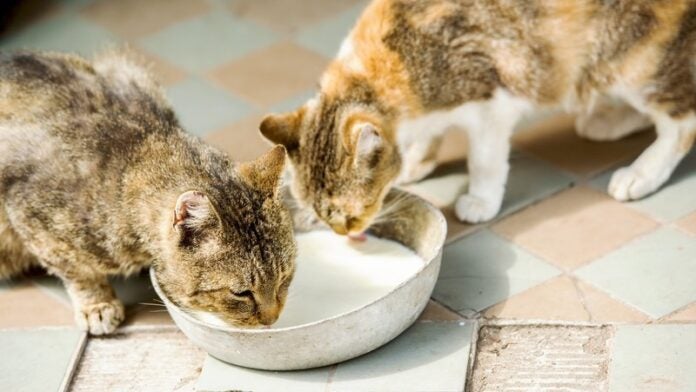 Leche de vacas con gripe aviar gatos EEUU