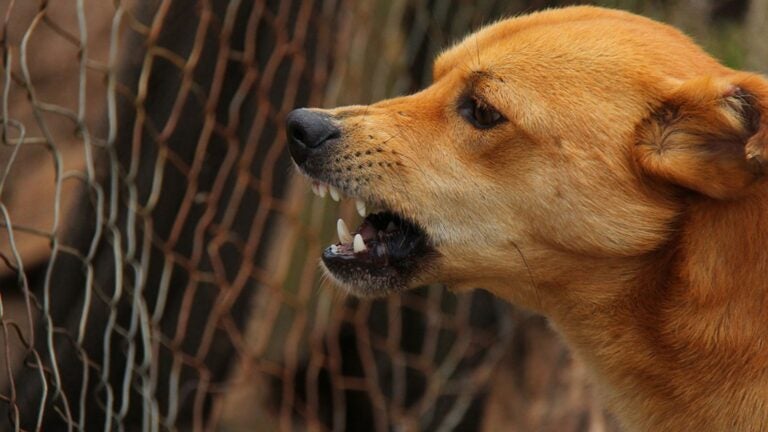 mujer mordida perro muere El Paraíso