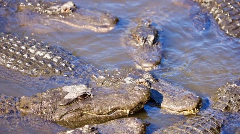 madre lanza a su hijo a un río cocodrilos